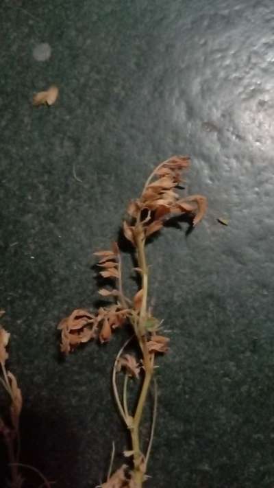 Fusarium Wilt - Chickpea & Gram