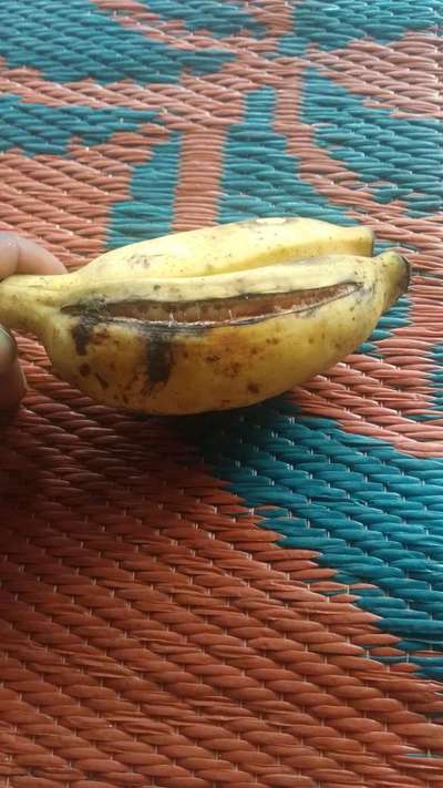 Boron Deficiency - Banana