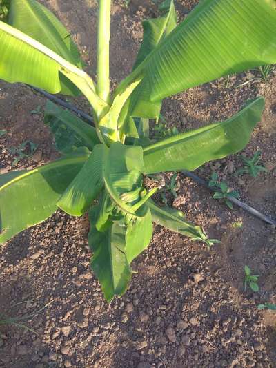 Cucumber Mosaic Virus on Banana - Banana