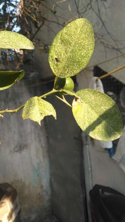 Boron Deficiency - Citrus