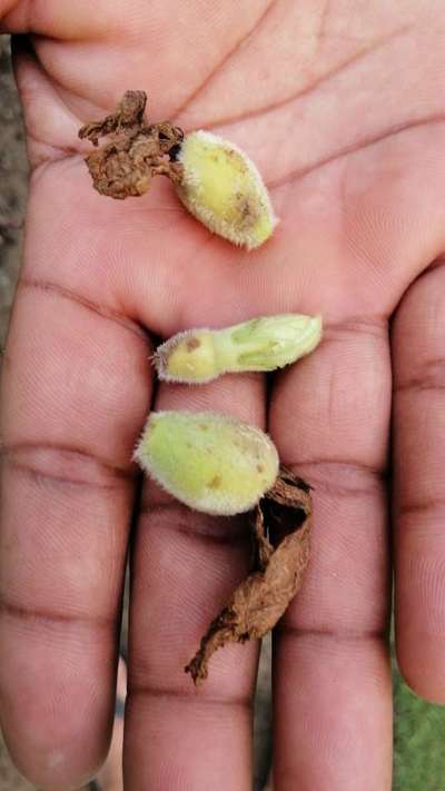 Calcium Deficiency - Soybean