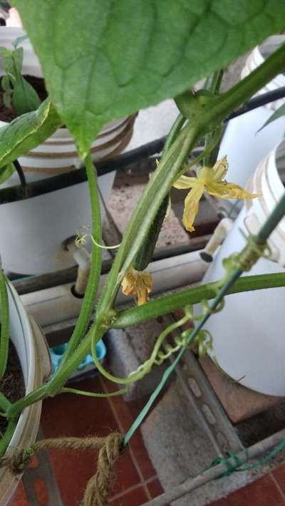 Gummy Stem Blight of Cucurbits - Cucumber