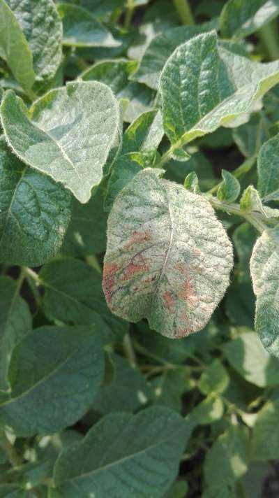 Spider Mites - Potato