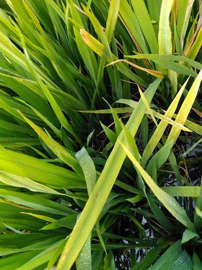 Whiteflies - Rice