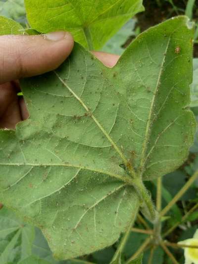 Aphids - Cotton