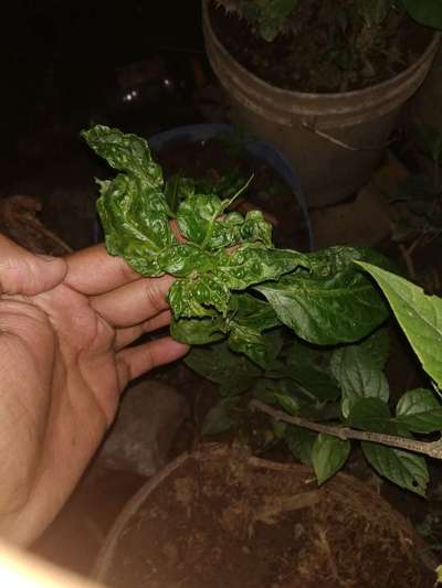 Leaf Miner Flies - Capsicum & Chilli