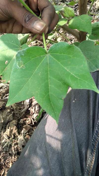 Fall Armyworm - Cotton