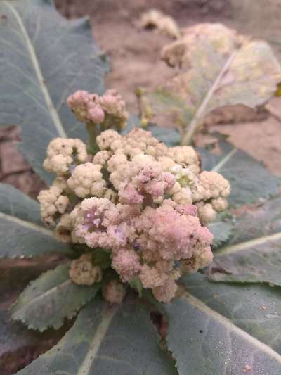 Boron Deficiency - Cauliflower