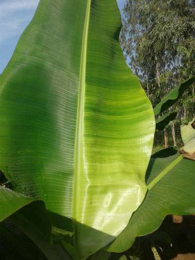 ಪನಾಮಾ ರೋಗ - ಬಾಳೆಹಣ್ಣು