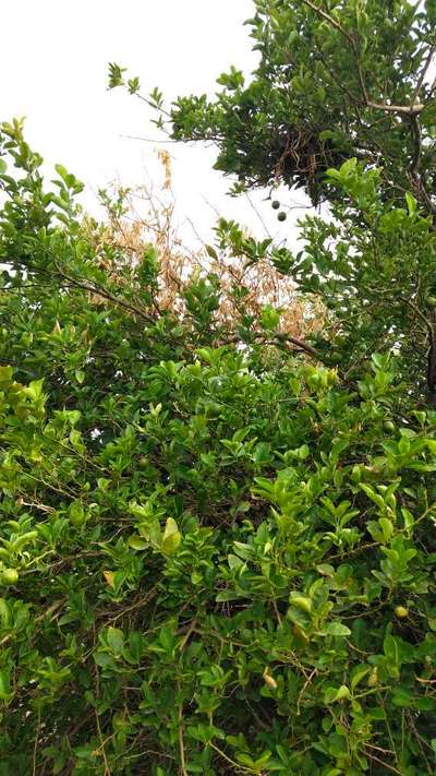 Dieback of Stone Fruit - सिट्रस (नींबू वंश)