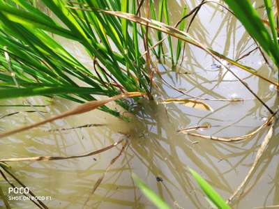 Boron Deficiency - Rice