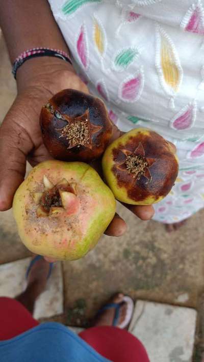 Anthracnose of Pomegranate - Pomegranate