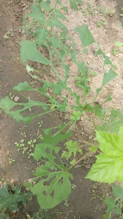 புகையிலை கம்பளிப்பூச்சி - வெண்டக்காய்