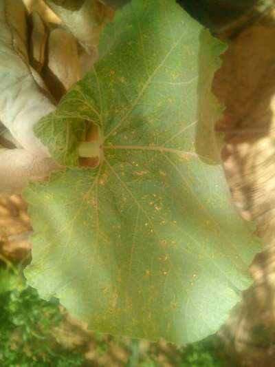 Downy Mildew of Cucurbits - اليقطين