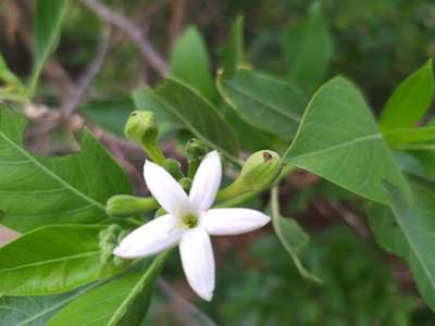 Leafcutter Bees - Pigeon Pea & Red Gram