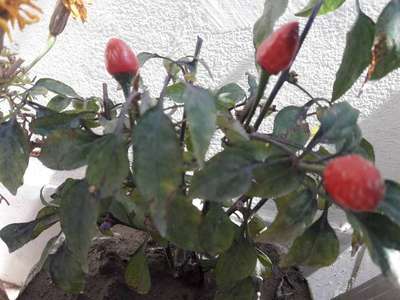 Downy Mildew - Capsicum & Chilli