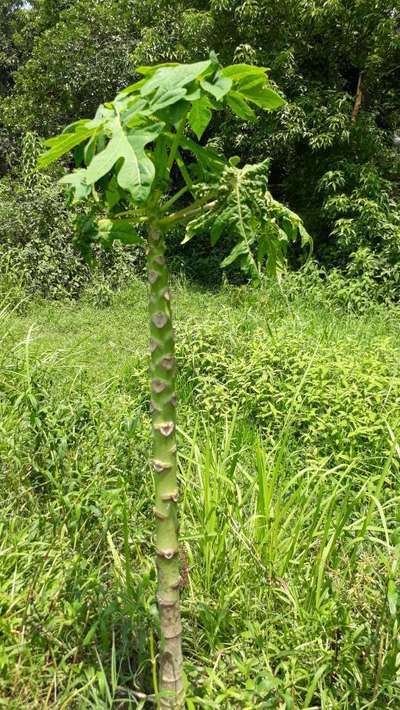 পেঁপের ভাইরাসঘটিত পাতা মোড়ানো  রোগ - পেঁপে