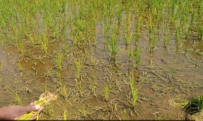 Nitrogen Deficiency - Rice