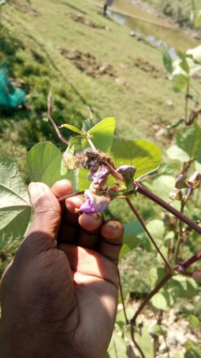 শিমের ডগার মাজরা  পোকা - শিম