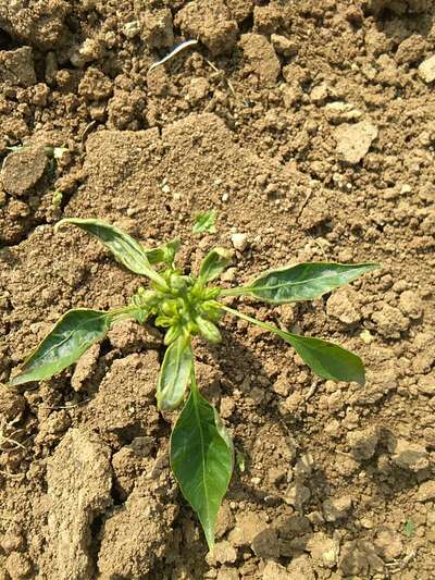 Thrips - Capsicum & Chilli