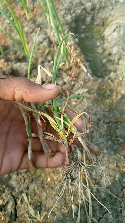 হোয়াইট রট রোগ - পেঁয়াজ