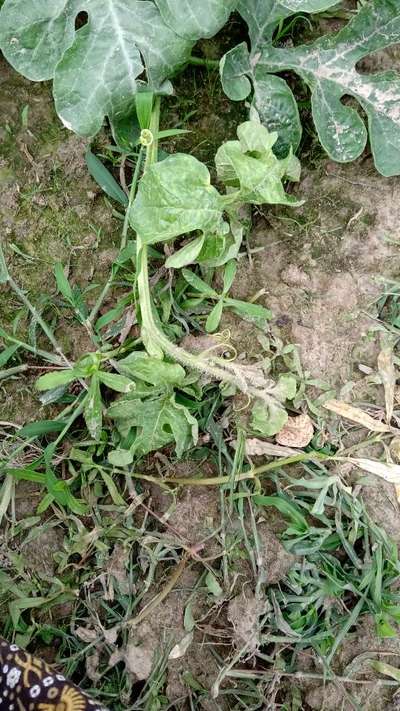 Gummy Stem Blight of Cucurbits - Melon