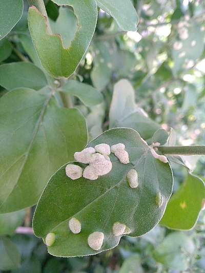 Gall Mite - Citrus