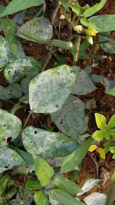 Powdery Mildew - Black & Green Gram