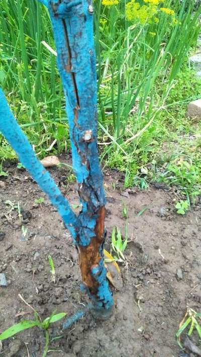 Apple Root and Collar Rot - Apple