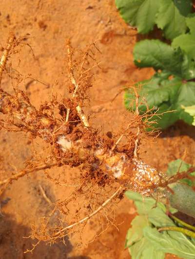 Foot and Collar Rot - Okra