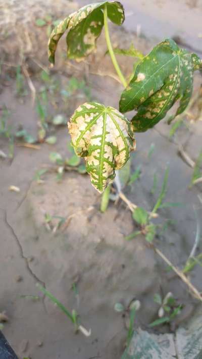 Pesticide Burn - Papaya