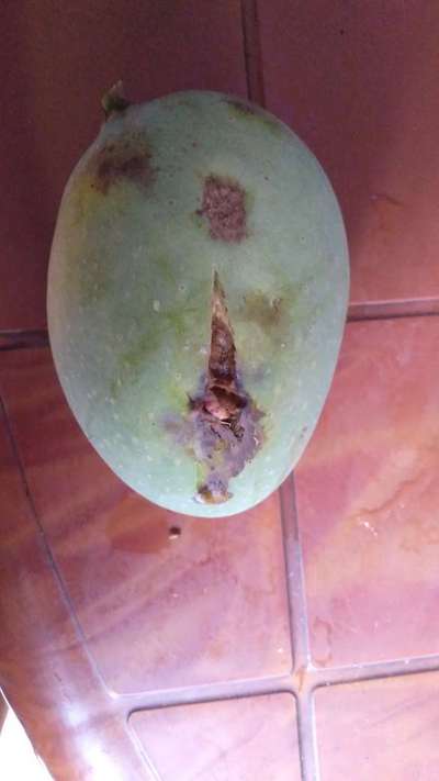 Mango Seed Borer - Mango