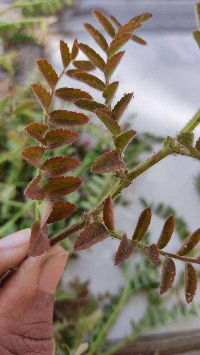 Phosphorus Deficiency - Chickpea & Gram