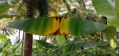 Leaf Blotch of Banana - Banana