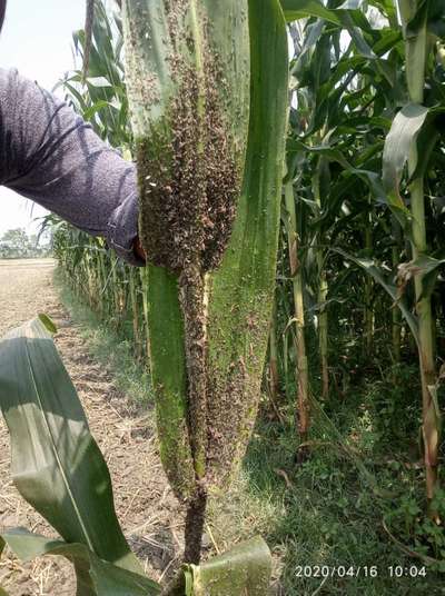 Aphids - Maize