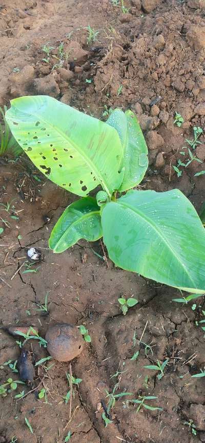 Flea Beetles - Banana