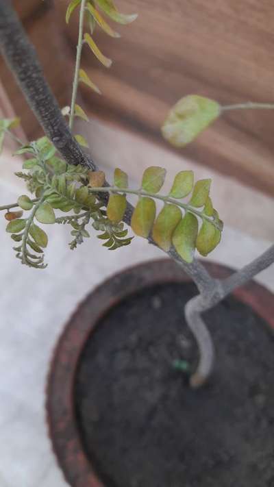 Spider Mites - Lentil