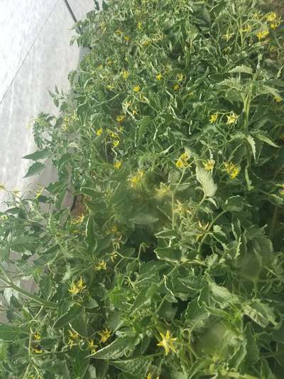 Leaf Curl in Tomato - Tomato