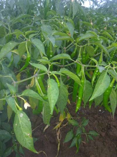 Chilli Cercospora Leaf Spot - Capsicum & Chilli