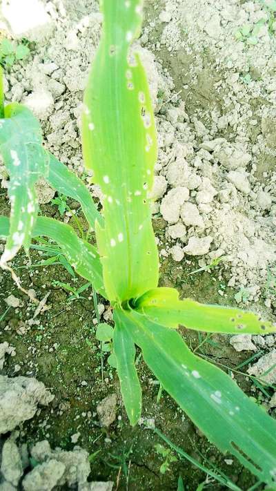 লেদা পোকা - ভুট্টা