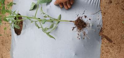 Stem Rot of Tomato - Tomato