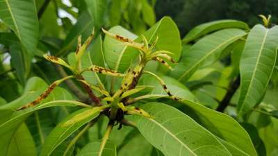 Calcium Deficiency - Mango