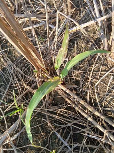 Bean Leaf Webber - Maize