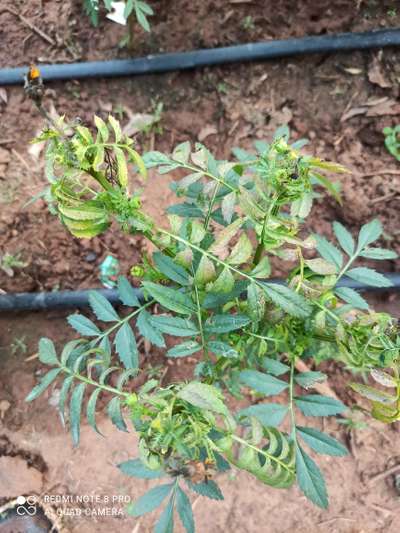 Leaf Miner Flies - Chickpea & Gram