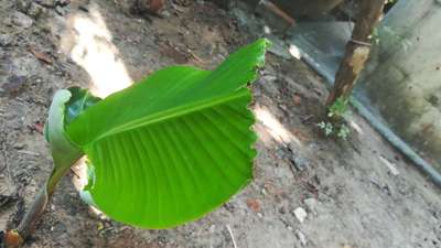 Boron Deficiency - Banana