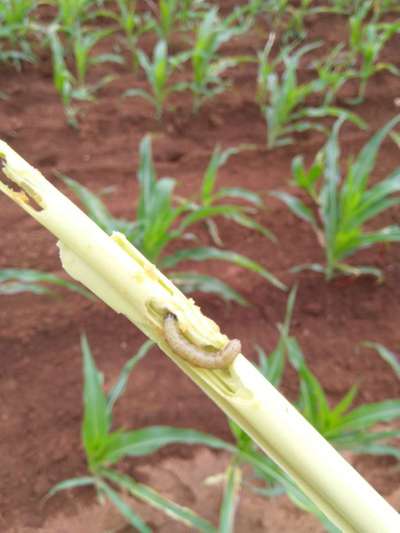 Violet Stem Borer - Maize