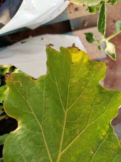 Leafhoppers and Jassids - Brinjal