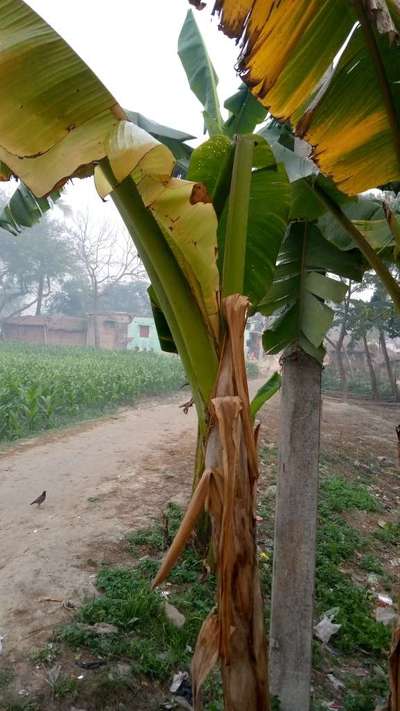 केले के अनुपत्र का पच्चीकारी विषाणु (ब्रैक्ट मोज़ाइक वायरस) - केला