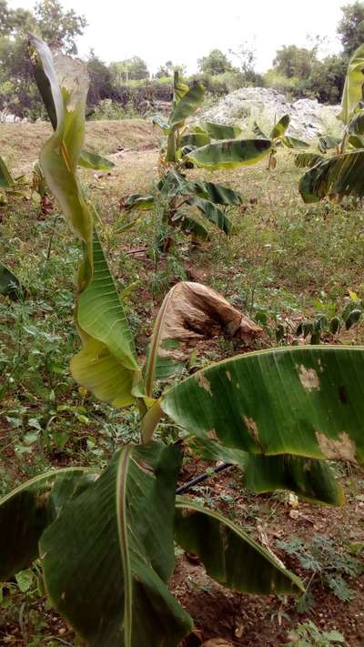 ಬಾಳೆಯ ಕಪ್ಪು ಎಲೆ ಚುಕ್ಕೆ ರೋಗ - ಬಾಳೆಹಣ್ಣು