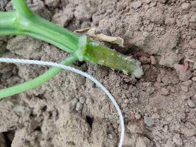 Foot and Collar Rot - Zucchini